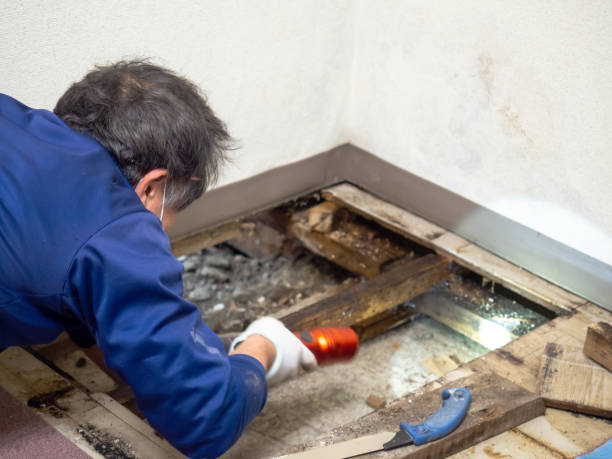 Reliable Jackson, OH Mold Remediation Solutions