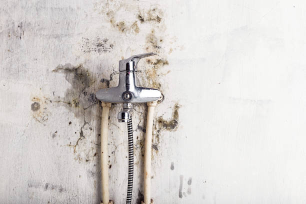 Best Residential Mold Remediation in Jackson, OH