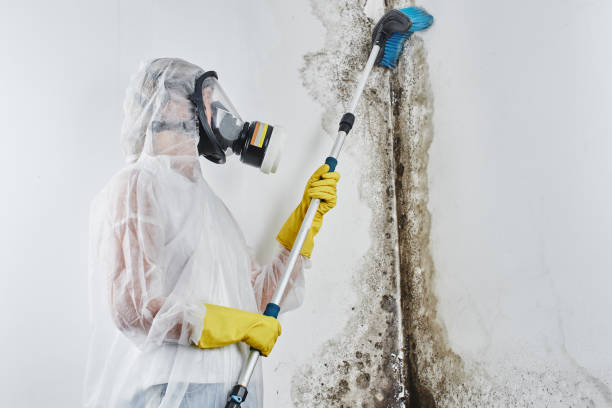 Best Basement Mold Remediation in Jackson, OH