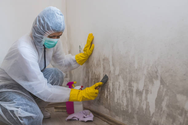Trusted Jackson, OH Mold Remediation Experts
