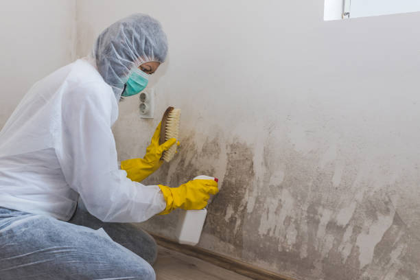 Best DIY Mold Remediation Support Services in Jackson, OH