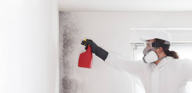 Best Insurance-Related Mold Remediation in Jackson, OH