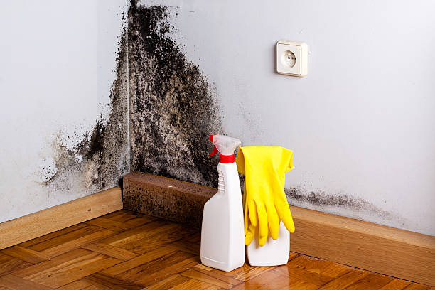 Best Attic Mold Remediation in Jackson, OH