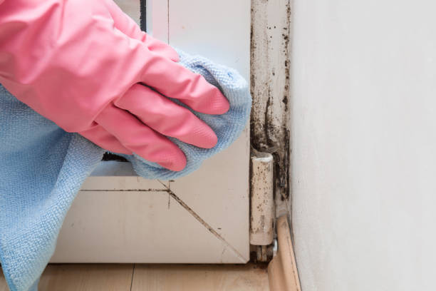 Best Black Mold Remediation in Jackson, OH