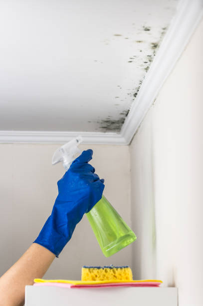 Best Industrial Mold Remediation in Jackson, OH